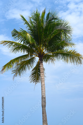 One palm tree at white sand beach of Nha Trang Vietnam