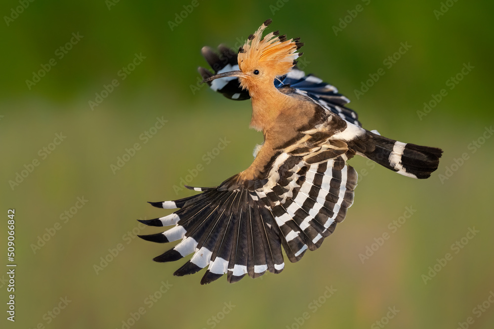 Eurasian hoopoe bird close up ( Upupa epops ) Eurasian hoopoe bird close up ( Upupa epops )
