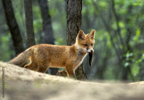 Obraz na plátně Cute young red fox in the forest ( Vulpes vulpes )