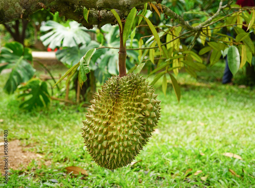 the perfect fruit of durian that is growing lowest near the ground on it's tree,durian is an economic crop and the planted area to be an agricultural tourism attraction in Thailand. © Verin