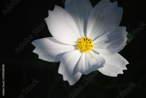 Beautiful white cosmos flower with vibrant yellow centre dancing under light on a dark background