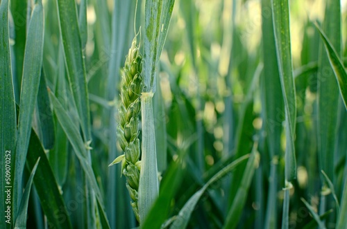 green wheat  grass close up 