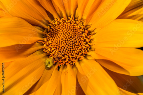 A carrot orange  treasure flower