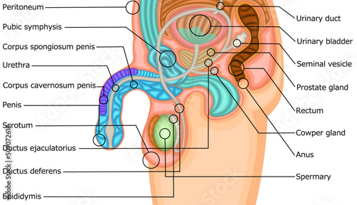 男性生殖器　構造　イラスト
