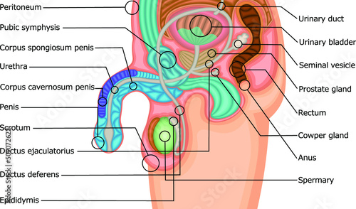 男性生殖器　構造　イラスト
