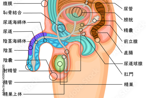 男性生殖器　構造　イラスト