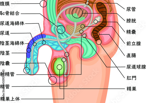 男性生殖器　構造　イラスト