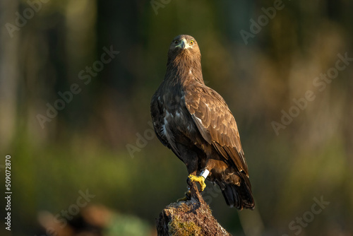 Greater spotted eagle in the forest at morning light