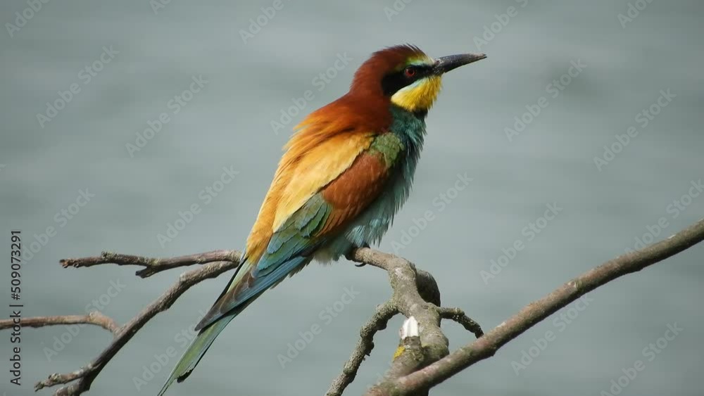 A bright beautiful bird - the golden bee-eater sits on a thin branch above the water, cleans the flecks and carefully tracks down prey on a sunny summer day