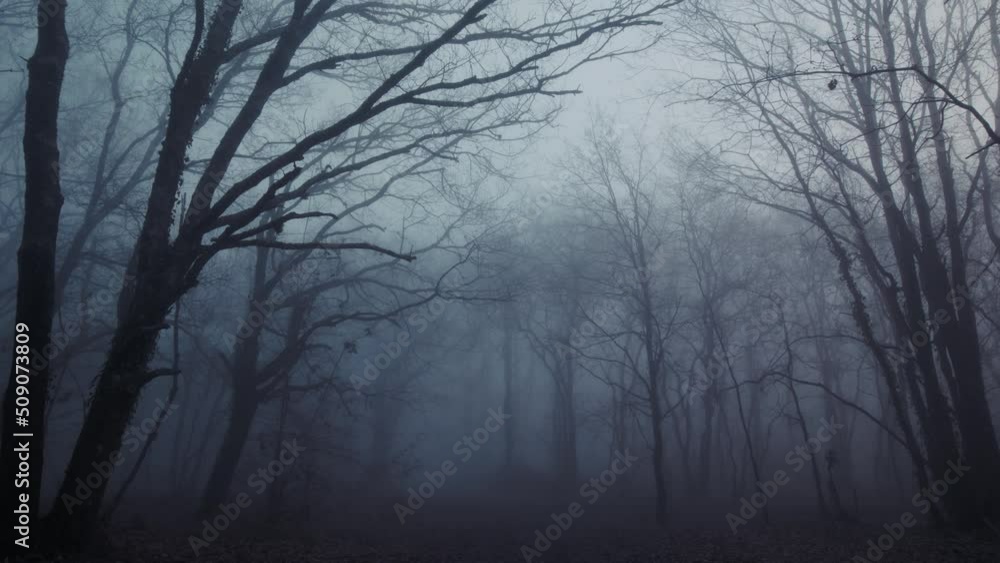 Spooky view of fog forest showing naked trees and branches. Silhouette. Spooky view of fog forest showing naked trees and branches. Silhouette.