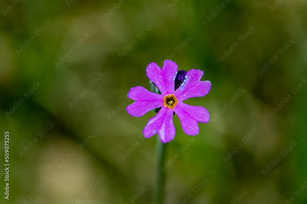 Primula farinosa flower growing in meadow, macro Primula farinosa flower growing in meadow, macro