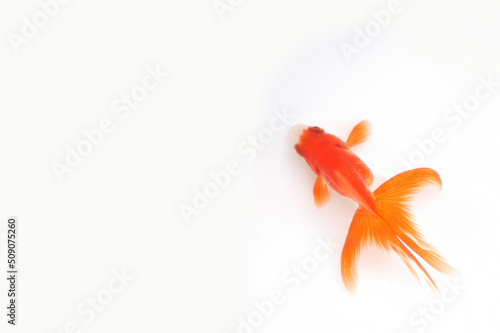 白バックで泳ぐ金魚