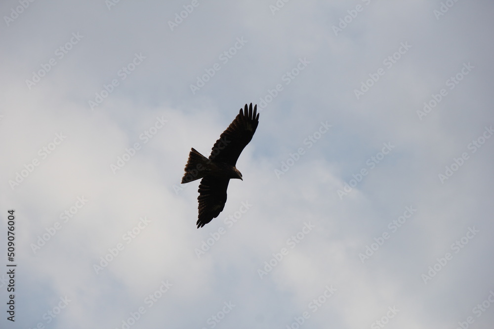 空を飛ぶ「トビ」
