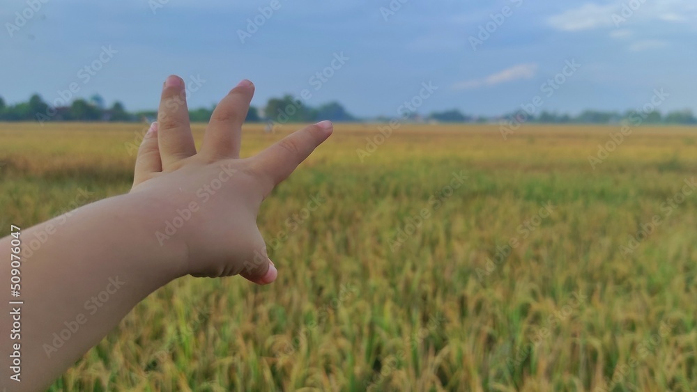 Nature and people background of a baby hand with paddy field, which ready to harvest, as the background during sunny day Nature and people background of a baby hand with paddy field, which ready to harvest, as the background during sunny day
