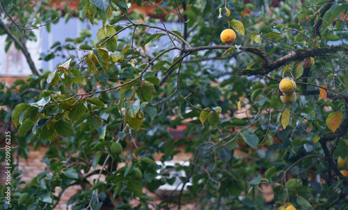 ripe persimmon ripens on a tree in the garden.