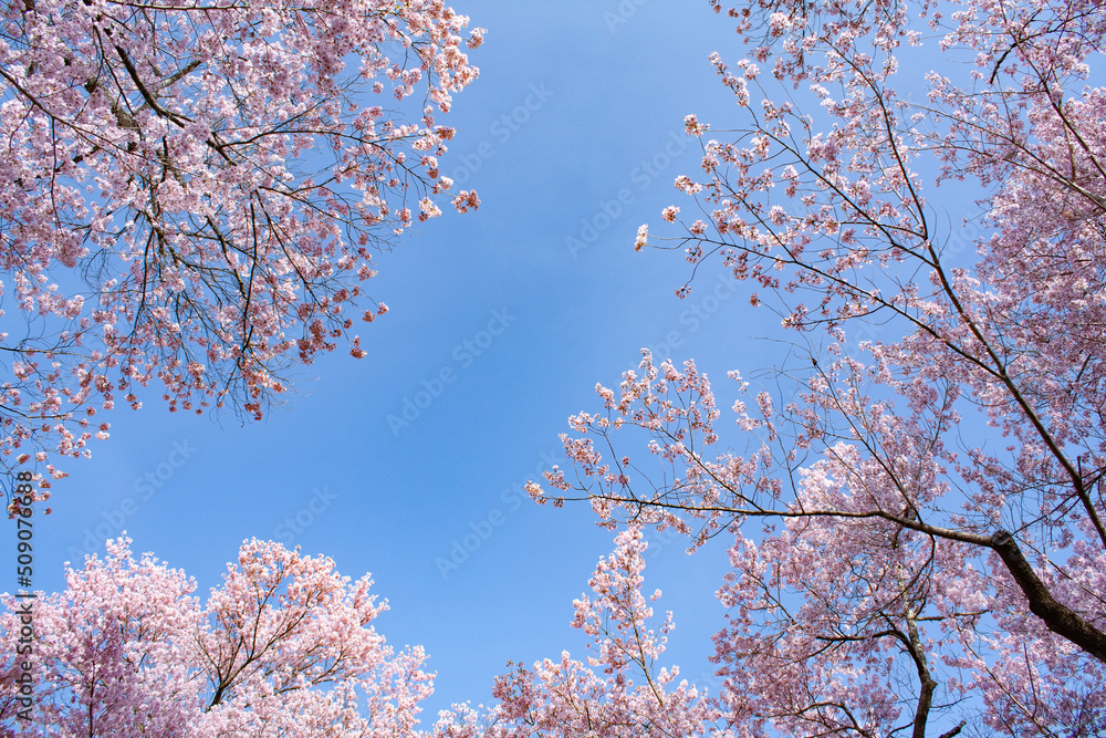 桜の木を仰ぎ見ると枝の間に青空が見える風景 桜の木を仰ぎ見ると枝の間に青空が見える風景