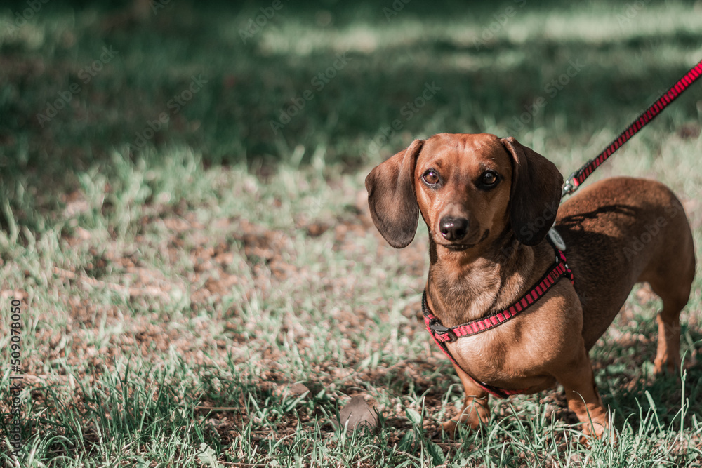 Dachshund dog in harness on a lead on a walk on green grass.
