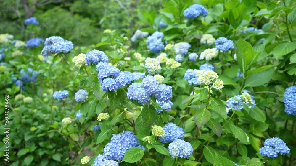 2022年日本の京都の三千院にある紫陽花の映像です。japan kyoto sanzenin temple ajisai,hydrangea movie
