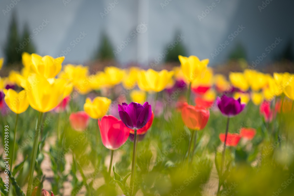 There are yellow flowers, purple flowers, red flowers, and many colored flowers-1 There are yellow flowers, purple flowers, red flowers, and many colored flowers-1