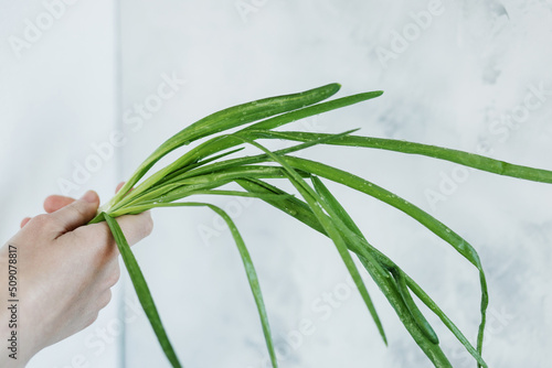  bunch of fresh green onions