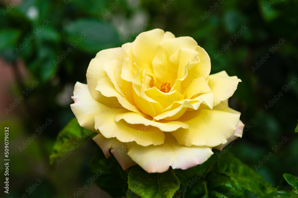 Yellow rose in the garden Yellow rose in the garden