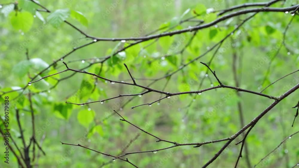 A light rain left drops on the branches of trees in the forest. A light rain left drops on the branches of trees in the forest.
