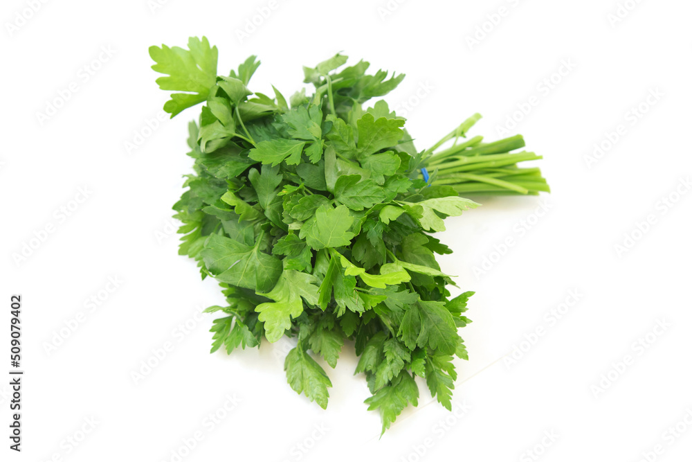 green bunch of parsley on a white background green bunch of parsley on a white background
