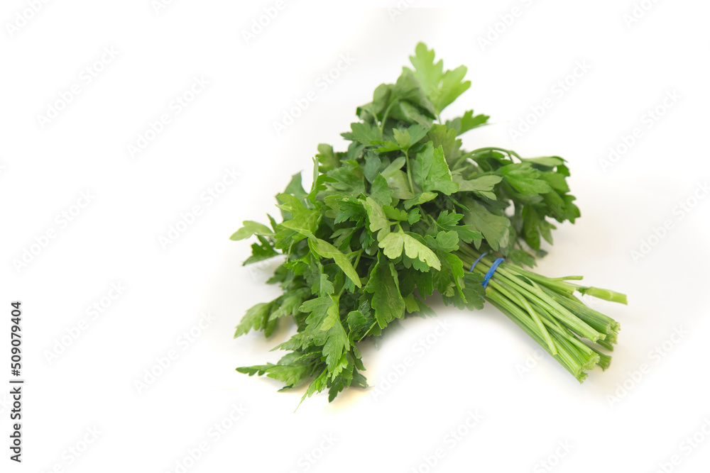green bunch of parsley on a white background green bunch of parsley on a white background
