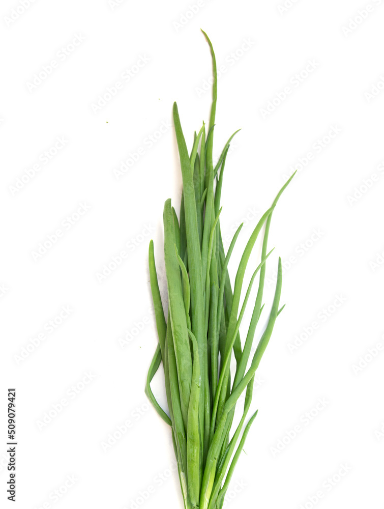 green bunch of onion parsley dill on white background