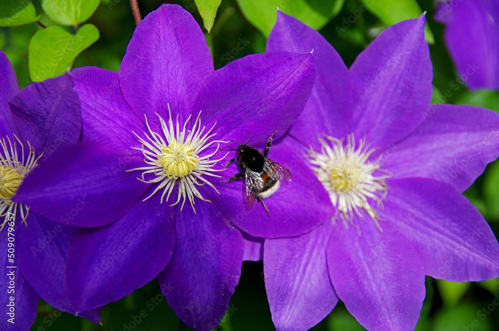 Bumblebee on a blooming dark purple clematis. Bumblebee on a blooming dark purple clematis.
