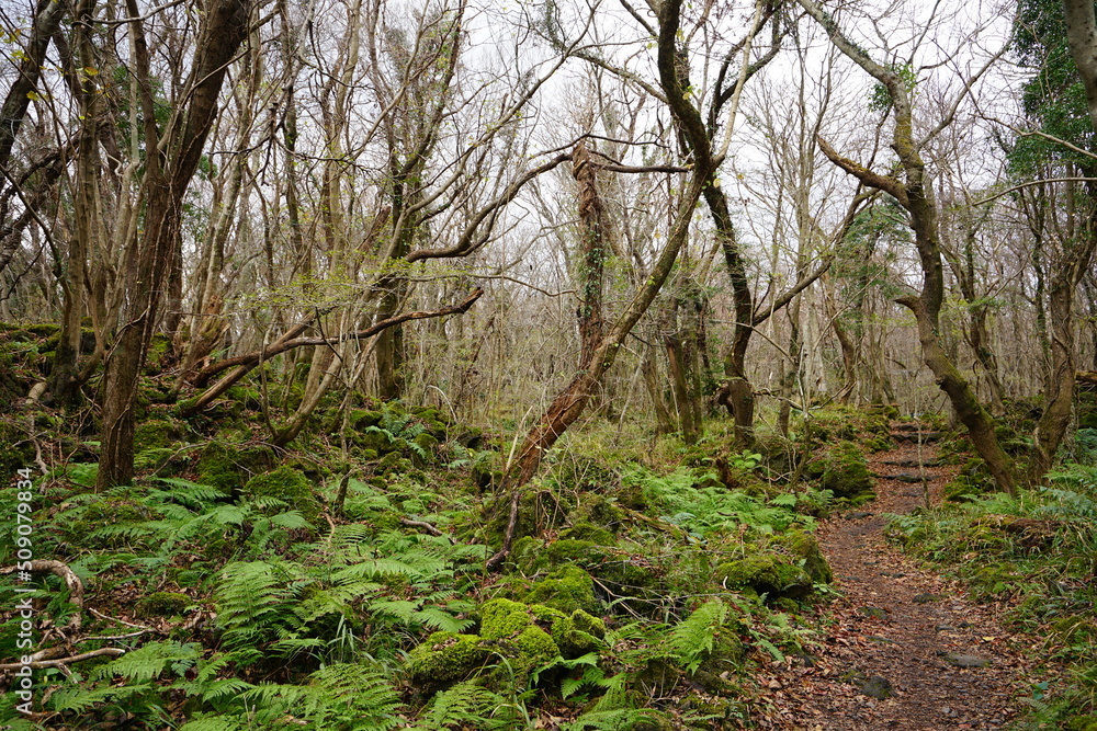Obraz premium autumn forest pathway through fern and old trees