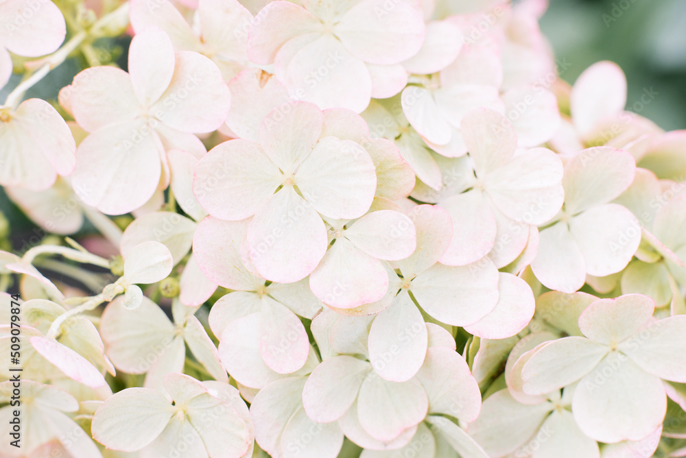 Background of small white hydrangea flowers