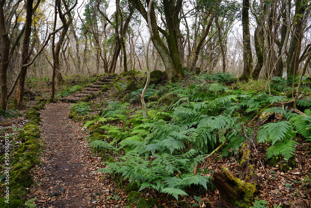 autumn forest pathway through fern and old trees autumn forest pathway through fern and old trees