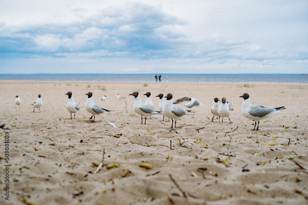 flock of sea gulls flying fighting for food on beach by the sea