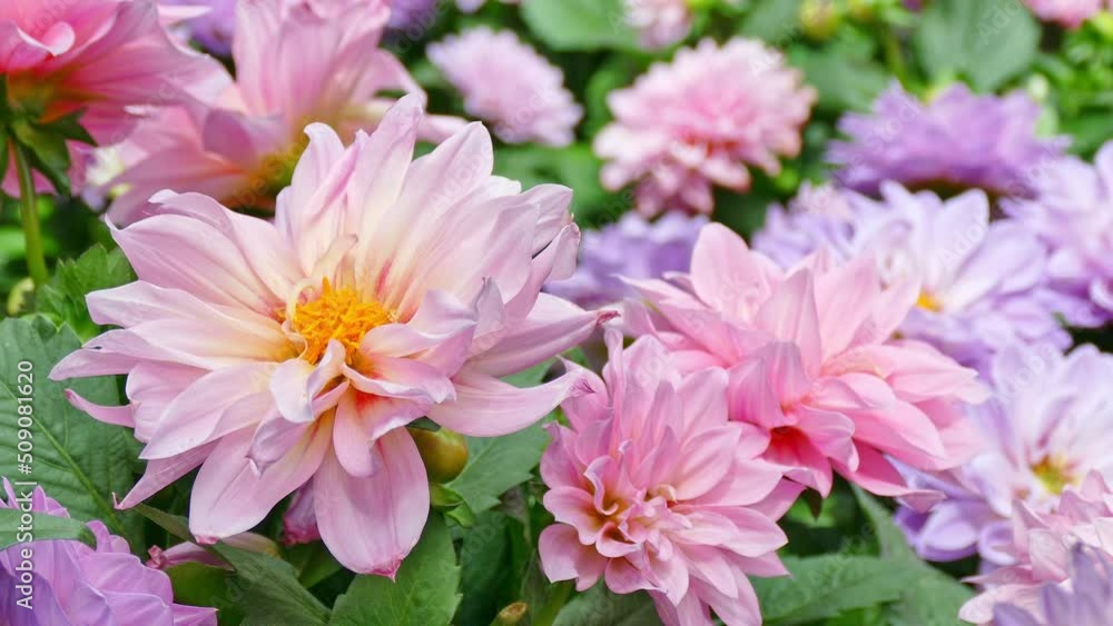 Beautiful pink flowers in flowers park. Beautiful pink flowers in flowers park.