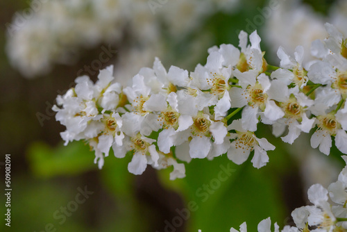 Blooming bird cherry macro photo in spring time. Spring blossom on a hackberry tree close-up photo. Blooming flowers with white petals on tree branches on a spring day.