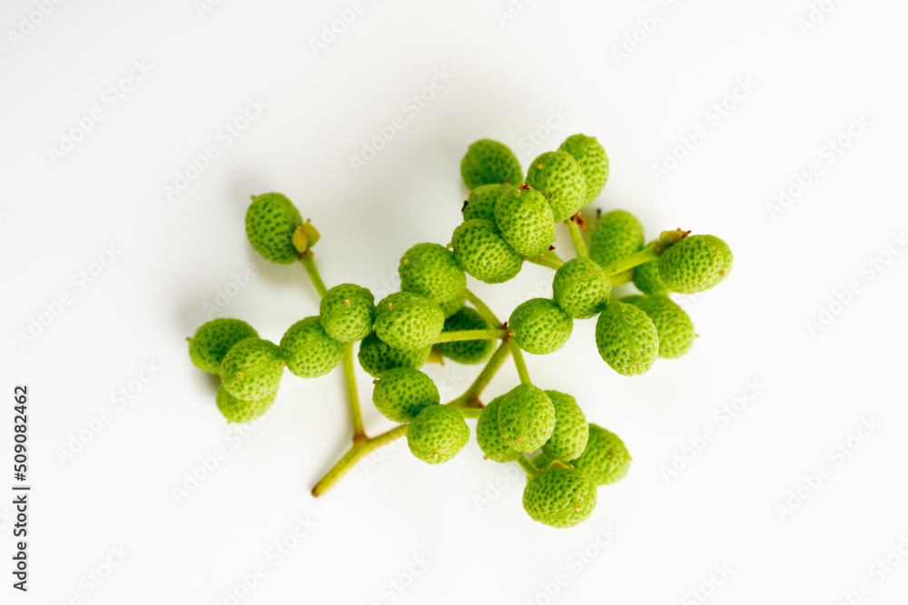 Harvested green Japanese peppercorn (Zanthoxylum piperitum) for cooking