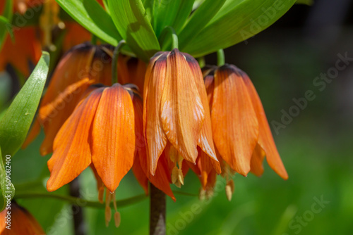 Blooming crown imperial flower in springtime macro photography. Imperial fritillary plant with orange petals on a sunny summer day, close-up photo. Kaiser's crown flower background.