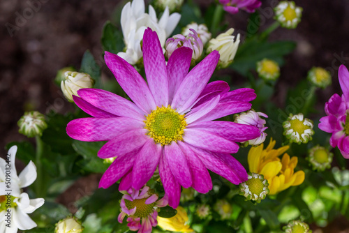 Blooming purple chrysanthemum flower in summer day macro photo. Blossom garden flower with pink petals on summertime close-up photography.