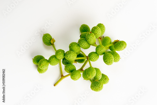 Obraz na płótnie Harvested green Japanese peppercorn (Zanthoxylum piperitum) for cooking w salonie
