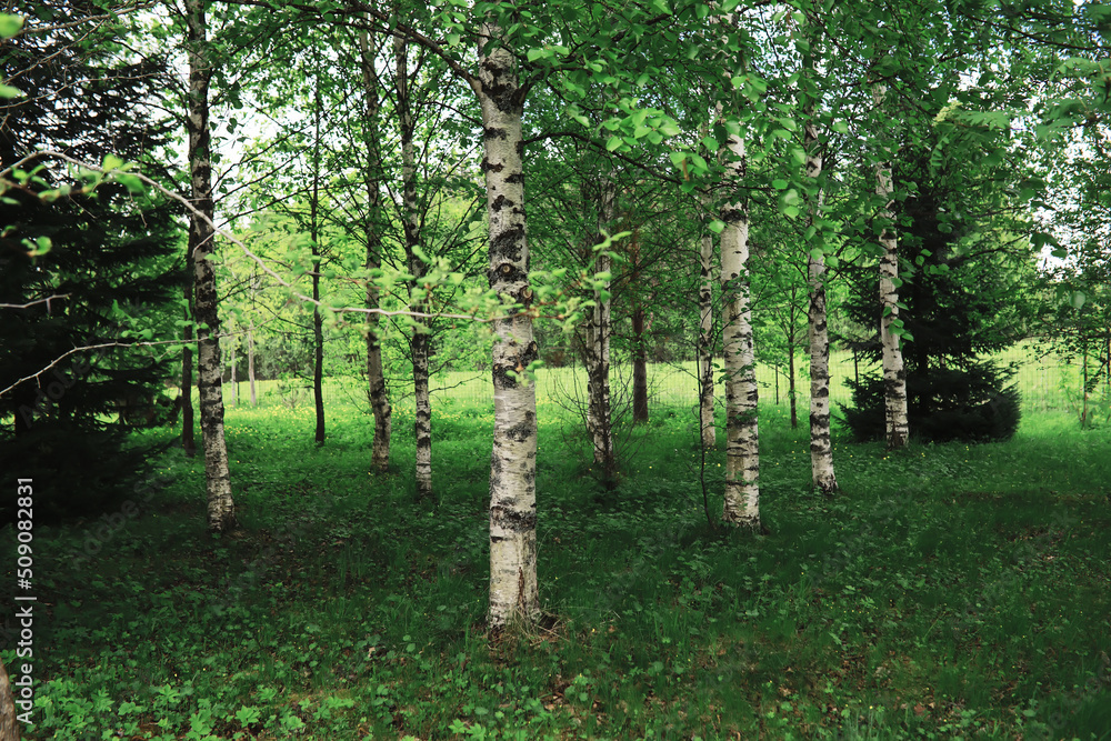 Fototapeta premium Spring nature background. Forest landscape. Green trees and grass on a spring morning.