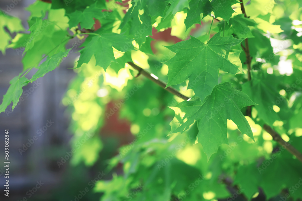 Spring nature background. Forest landscape. Green trees and grass on a spring morning. Spring nature background. Forest landscape. Green trees and grass on a spring morning.