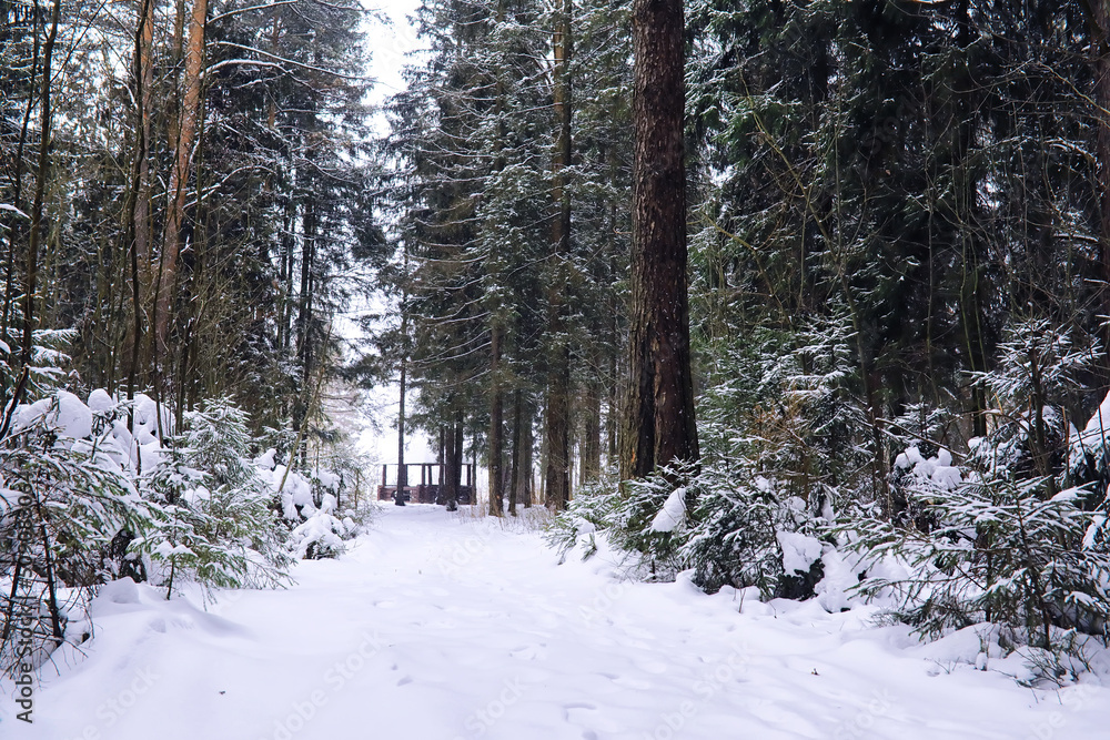 The forest is covered with snow. Frost and snowfall in the park. Winter snowy frosty landscape. The forest is covered with snow. Frost and snowfall in the park. Winter snowy frosty landscape.