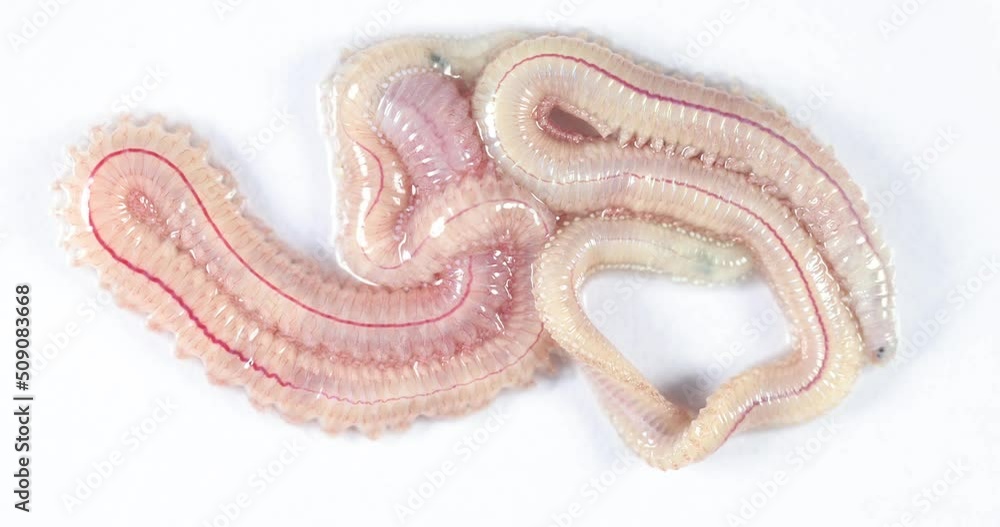 Sand Worm (Perinereis sp.) is the same species as sea worms (Polychaete), Living in a beach area with relatively shallow water levels for education in laboratory. Sand Worm (Perinereis sp.) is the same species as sea worms (Polychaete), Living in a beach area with relatively shallow water levels for education in laboratory.