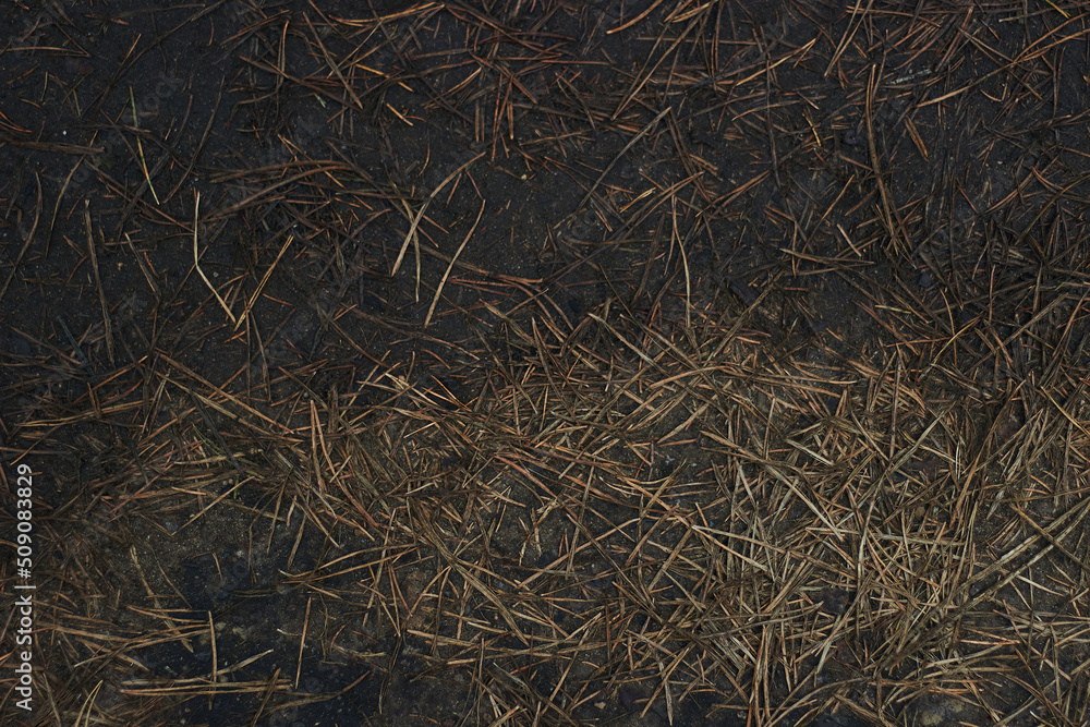 a ground texture background with pieces of grass small rocks pebbles and dirt pine needles a ground texture background with pieces of grass small rocks pebbles and dirt pine needles