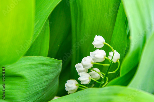 lily of the valley flowers close-up. lily of the valley is a genus of monocotyledonous plants of the Asparagus family, a type of lily of the valley May.