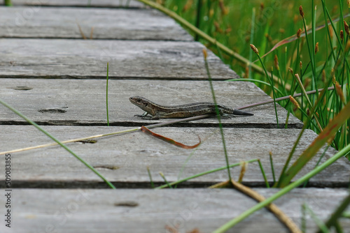 Closeup on a viviparous or common lizard, Zootoca vivipara, with damaged tail sunbathing on a wooden pathway photo