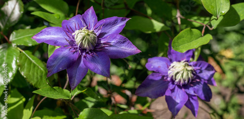 Beautiful bright purple flower clematis isolated on white background. Selective focus