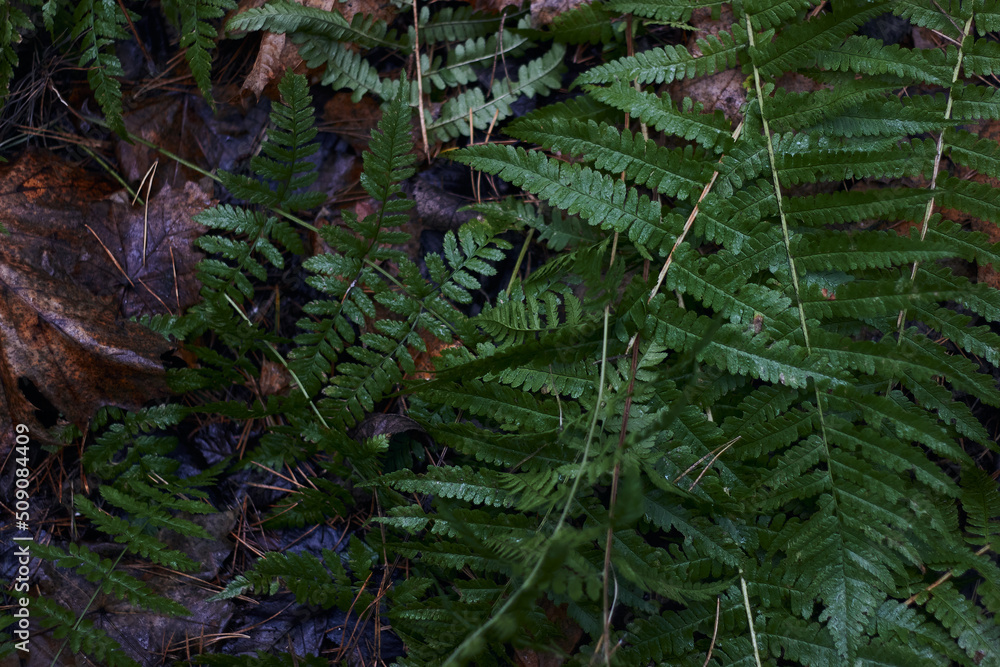 A variety of green botanical species fern clover round leafs shot in the dark autumn forest