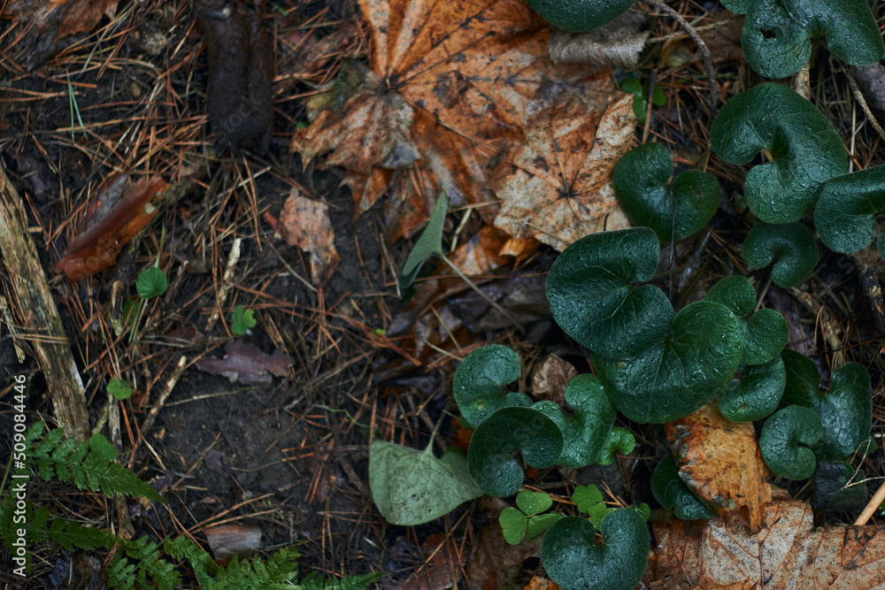 A variety of green botanical species fern clover round leafs shot in the dark autumn forest A variety of green botanical species fern clover round leafs shot in the dark autumn forest